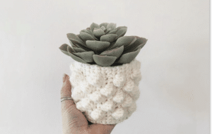 cache-pot, cactus